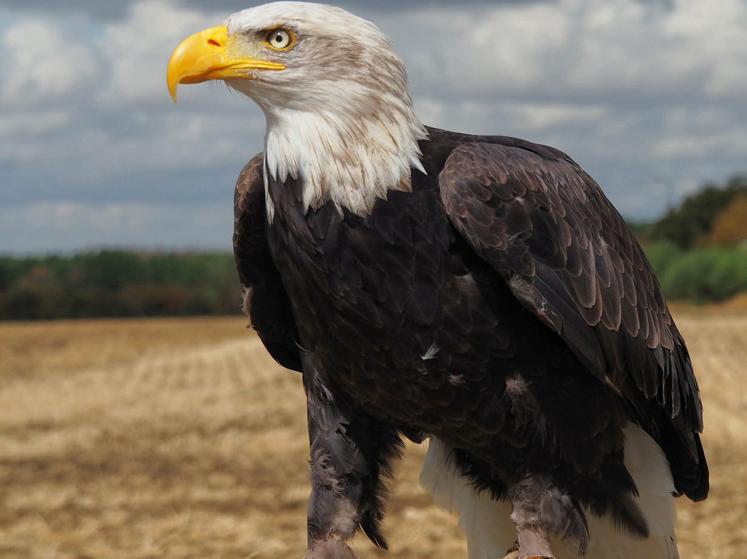 Birds of Prey Centre-Wilstead必去景点