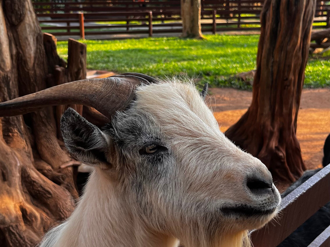 Foz Eco Park Zoo-伊瓜苏必去景点