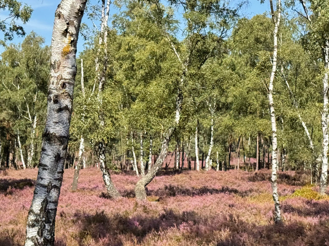 Lüeneburger Heide-吕讷堡必去景点