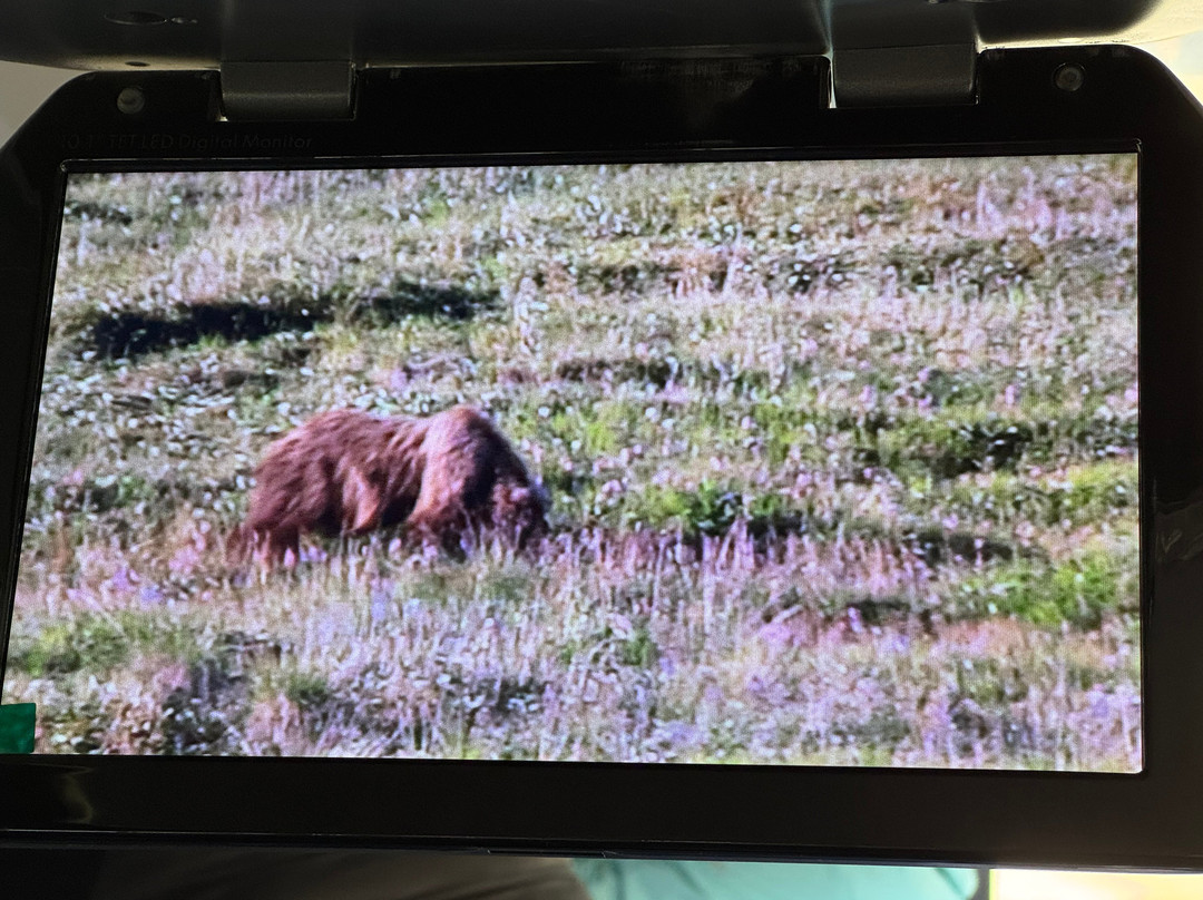 Tundra Wilderness Tour-Denali Park必去景点