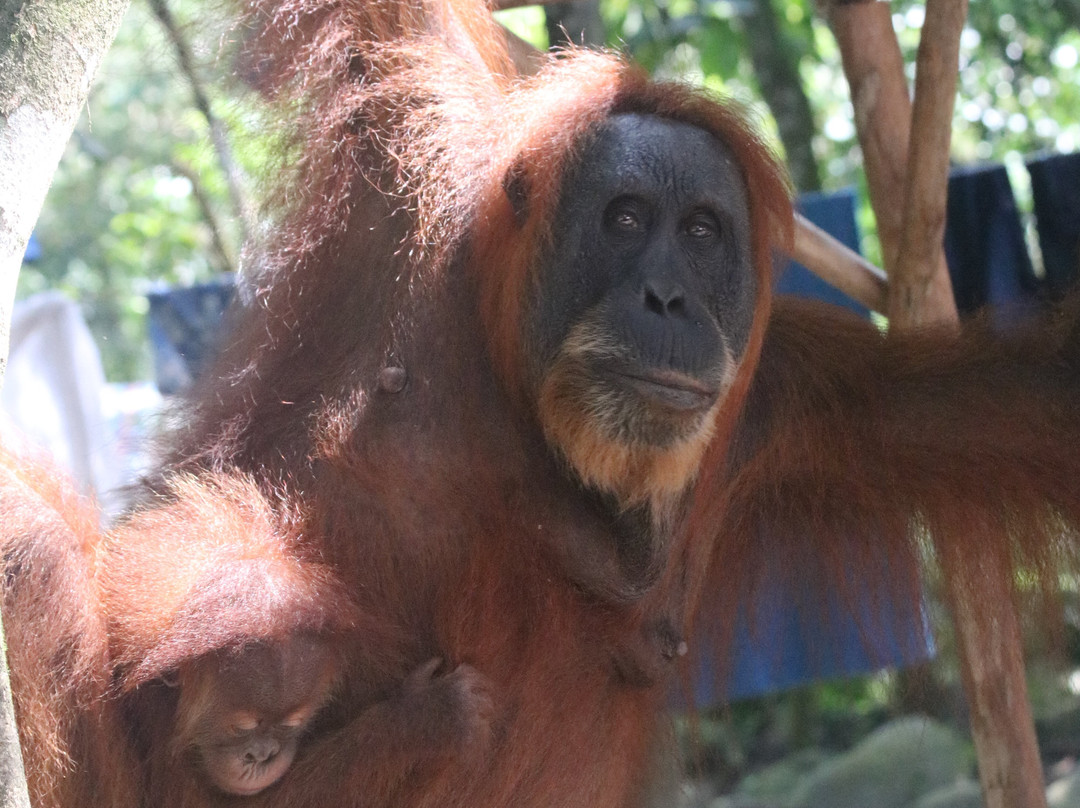 Ethical Trekking Sumatra-武吉拉旺必去景点