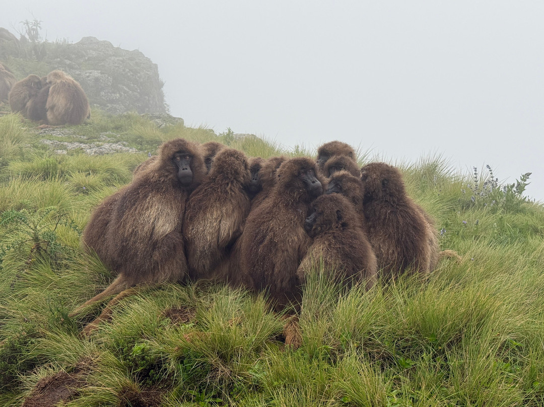 Exciting African  Tours-亚的斯亚贝巴必去景点