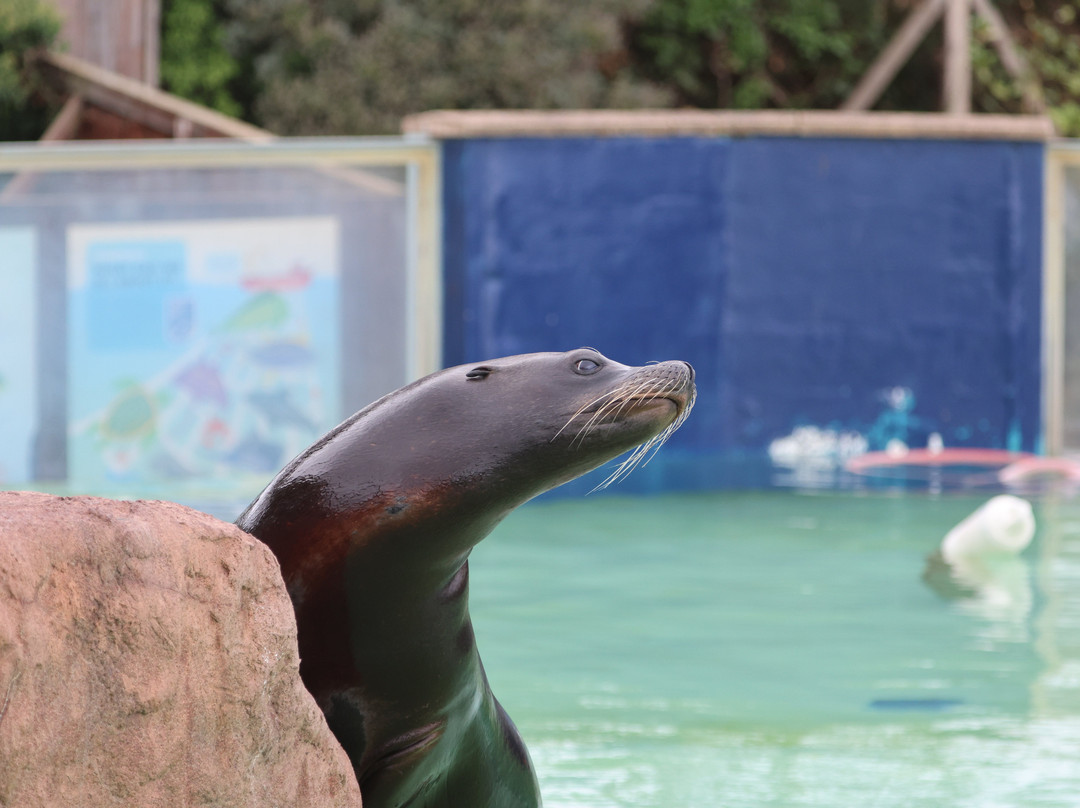 Welsh Mountain Zoo-科尔温湾必去景点