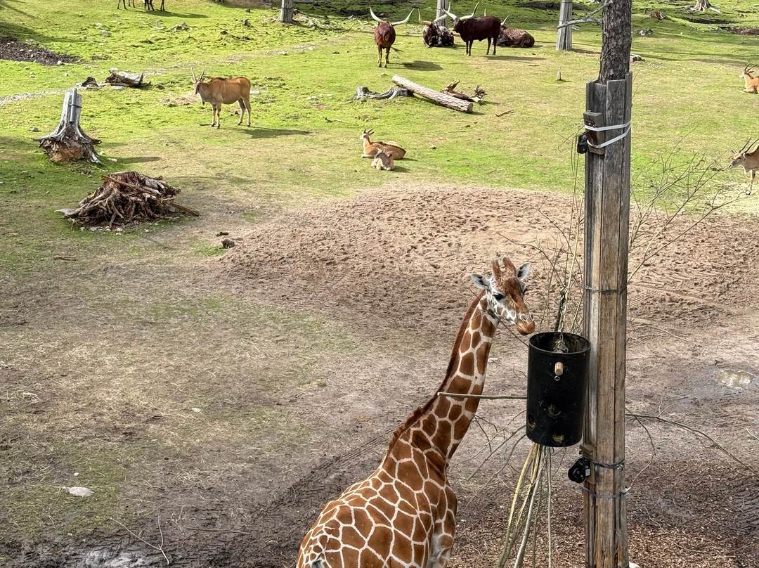 Kolmården Zoo-Kolmarden必去景点