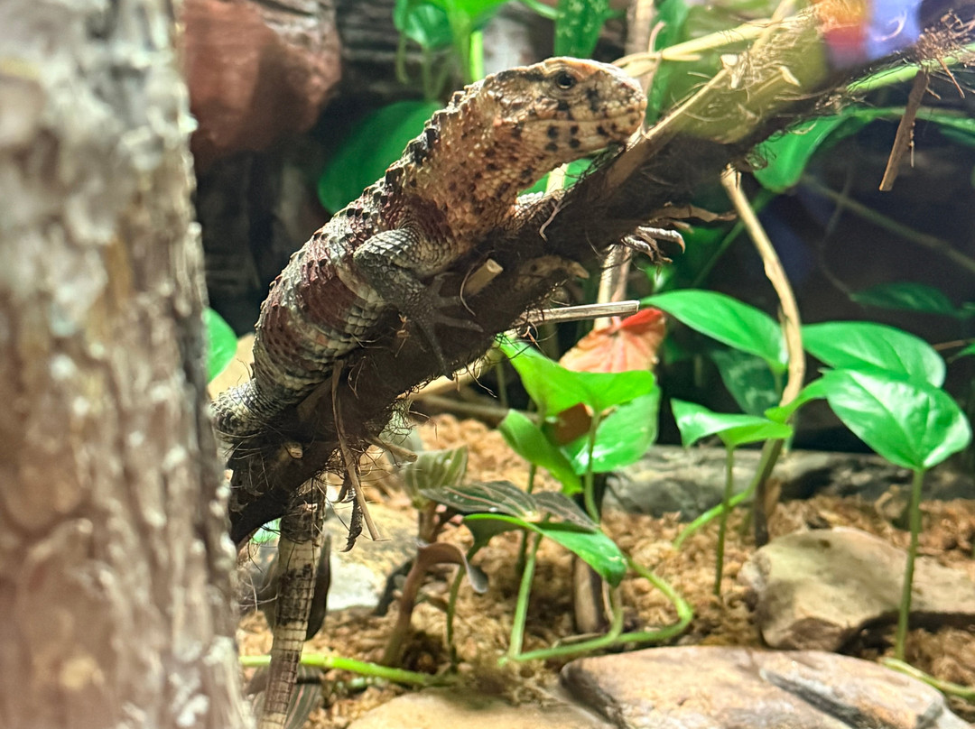 田纳西水族馆-查塔努加必去景点