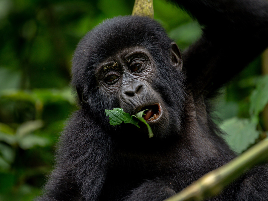 Giant Gorilla Safaris-坎帕拉必去景点