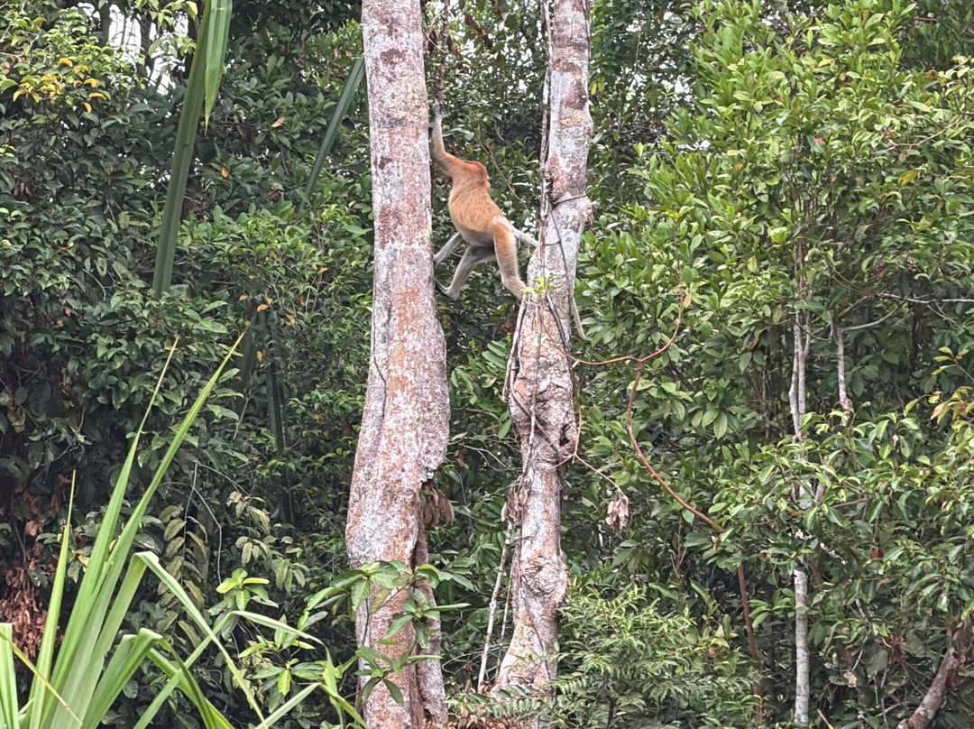 Guia En Borneo-Pangkalan Bun必去景点