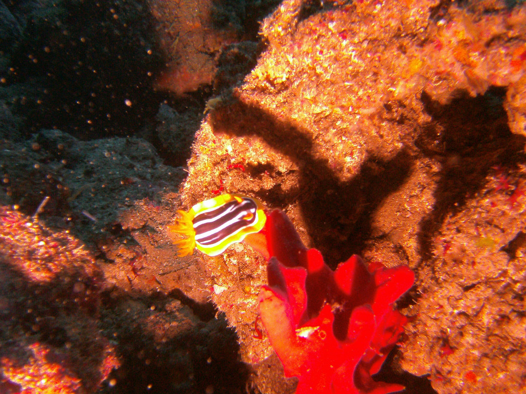 Black Rock Dive Centre-达哈卜必去景点