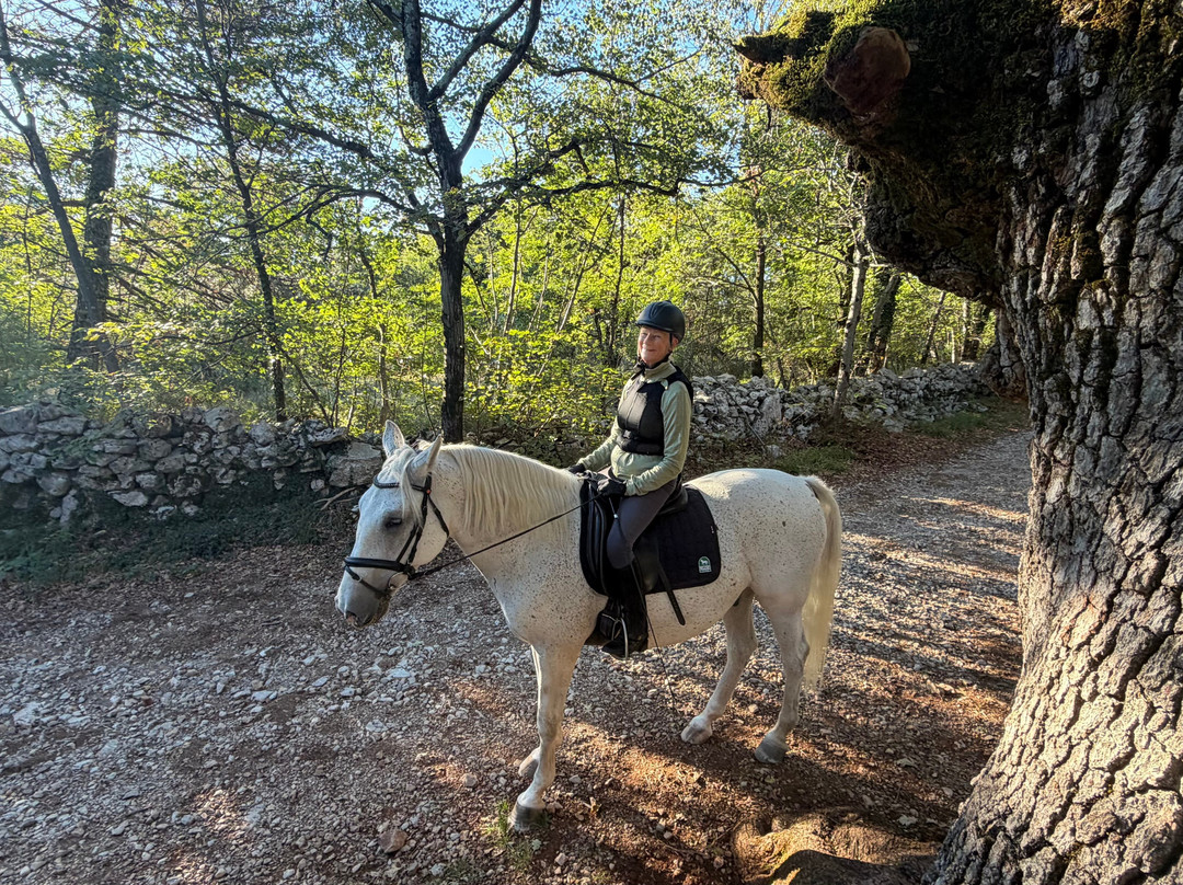 Lipica Stud Farm - Kobilarna Lipica-Lipica必去景点