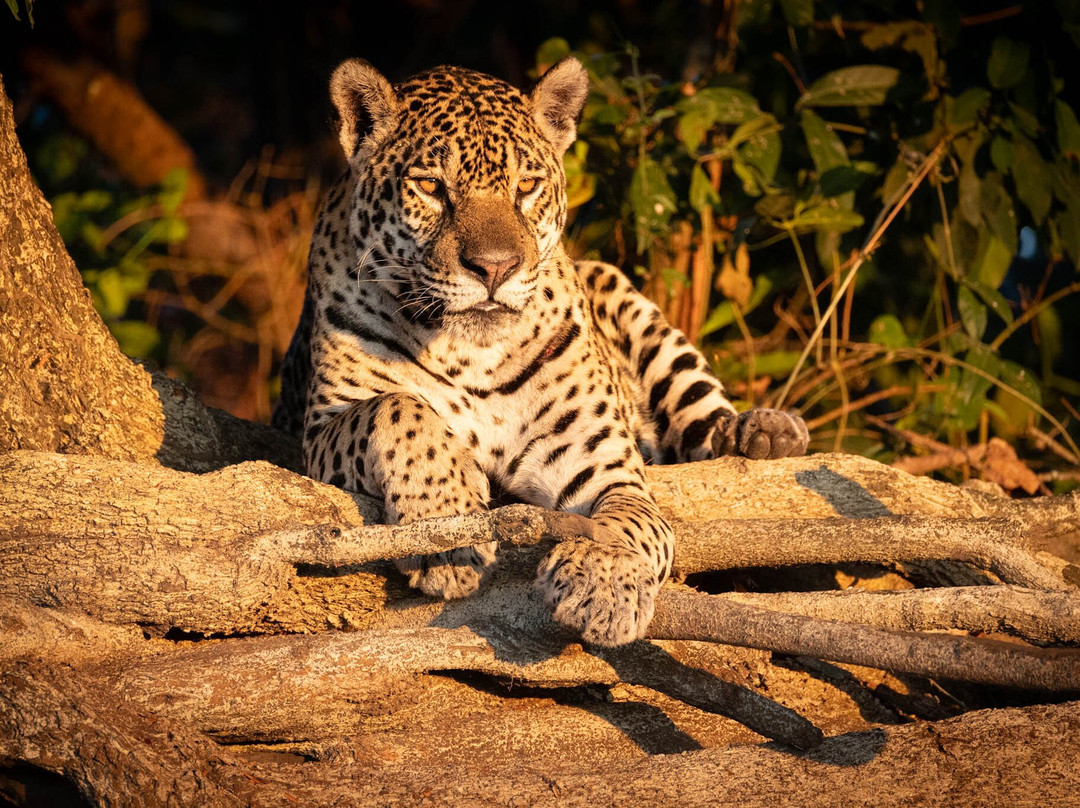 Olsen Photo Tours - Wildlife Experiences-Porto Jofre必去景点