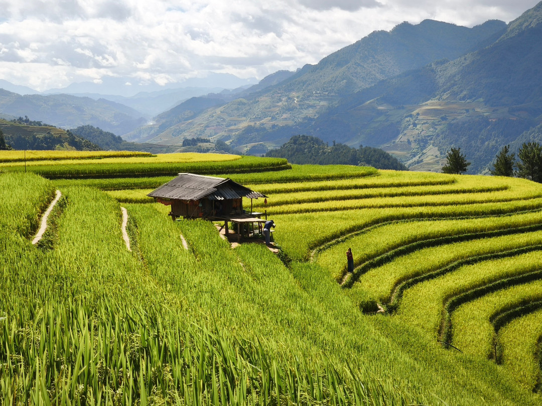Mu Cang Chai-Yen Bai必去景点