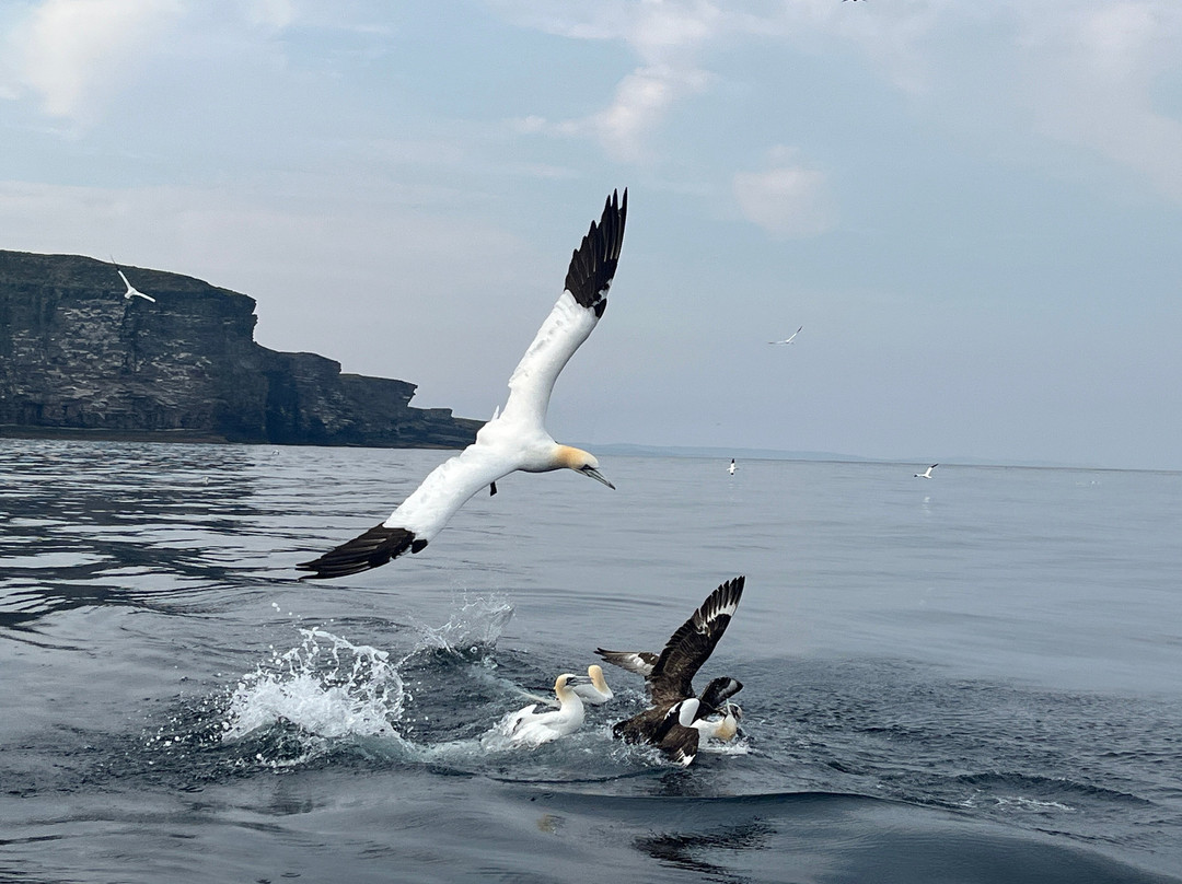 Seabirds and Seals - The Original Noss Boat Tours-Lerwick必去景点