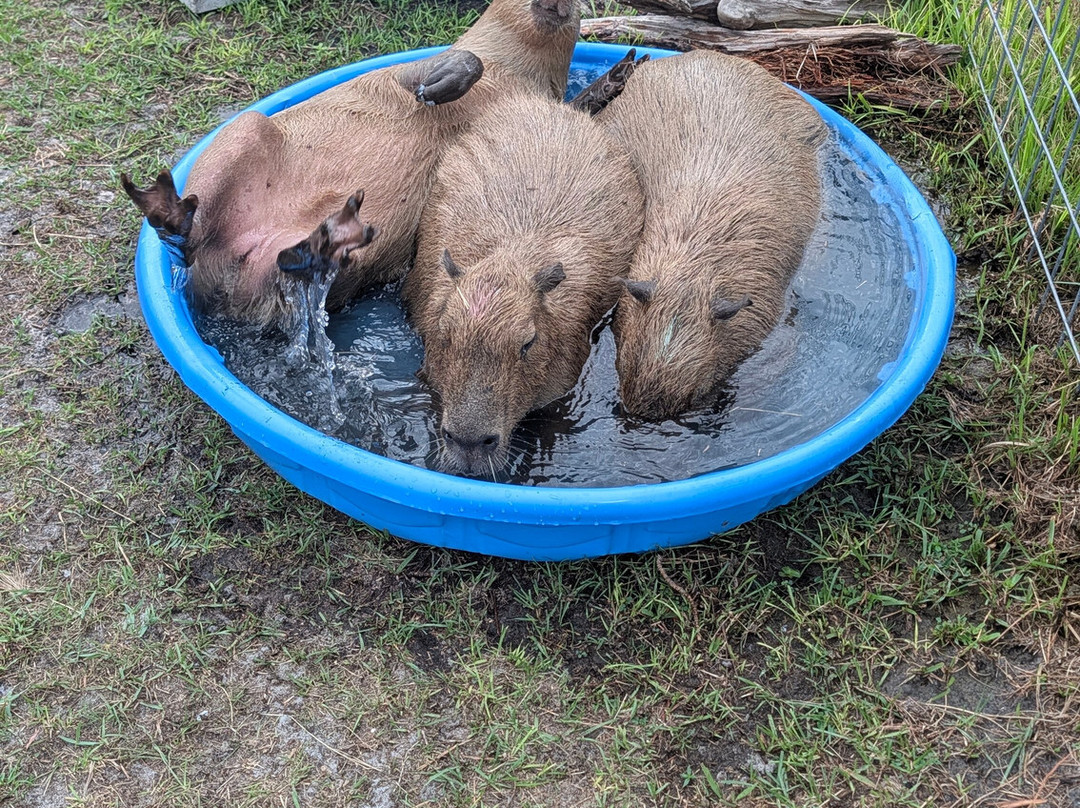 Happy Capys Capybara Experiences-恩格尔伍德必去景点