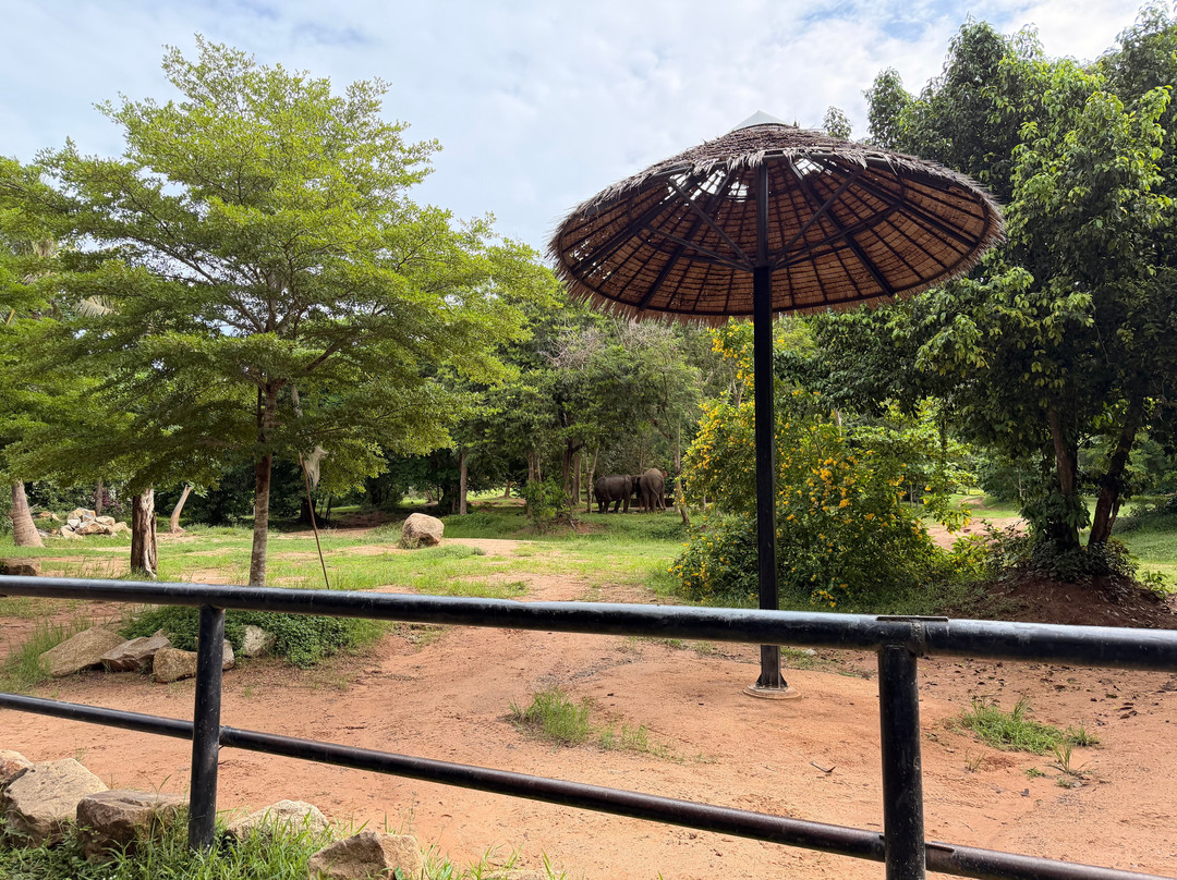 Samui Elephant Sanctuary-波普特必去景点