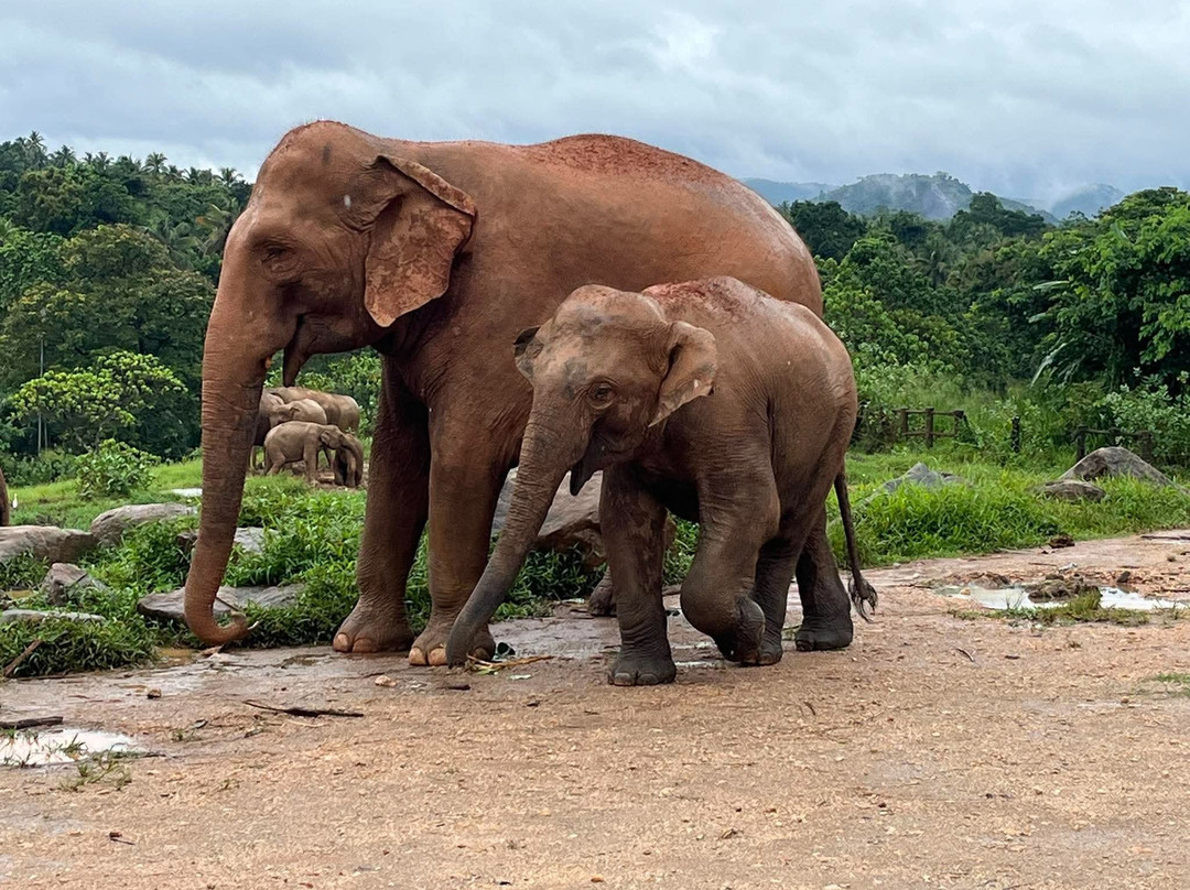 Dinu Ceylon Tours-Kammala必去景点