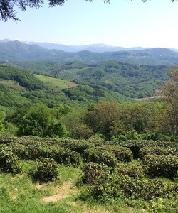 Dagomys Tea Plantation景点门票图片