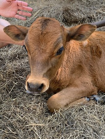 Old McCaskills Farm-Rembert必去景点