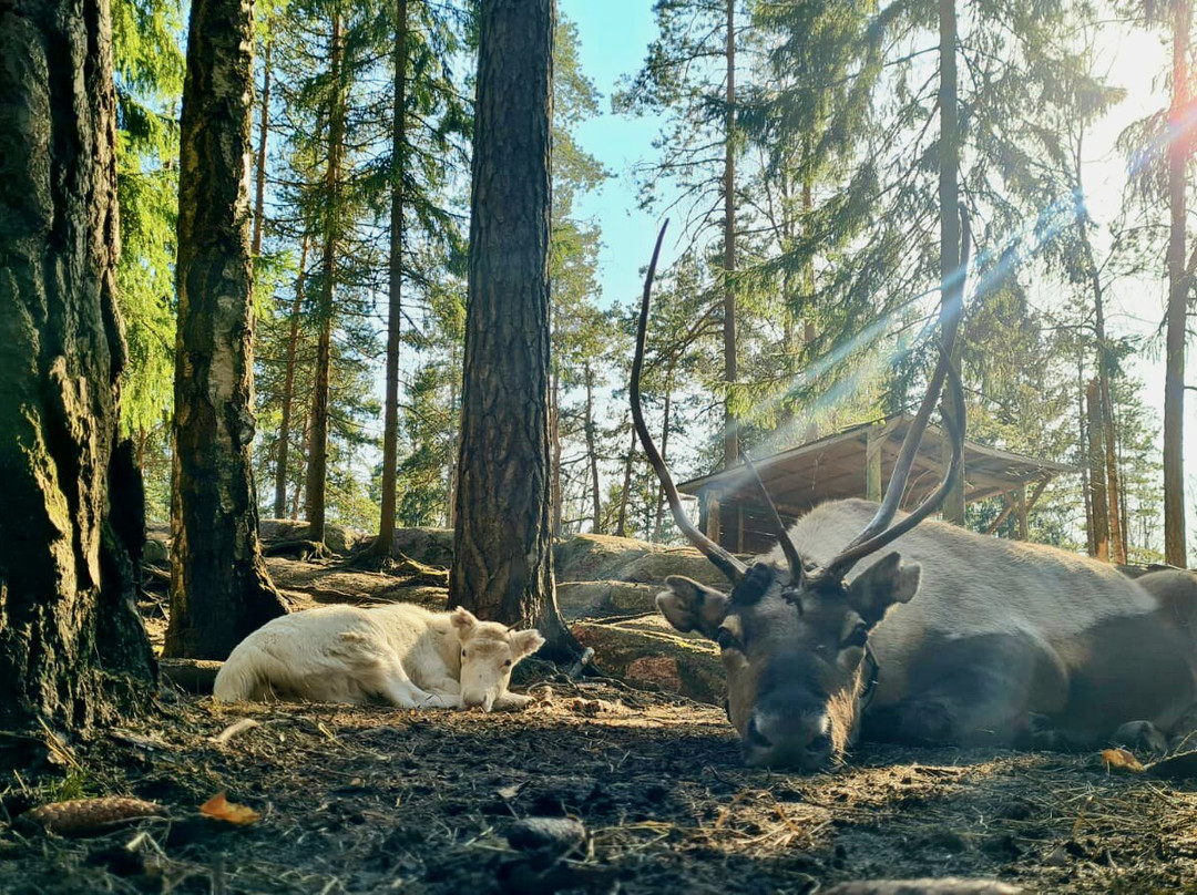 Nuuksio Reindeer Park景点图片