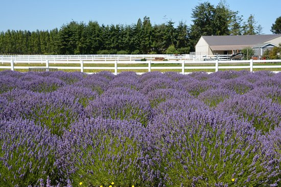 Washington Lavender景点图片