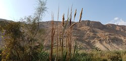 Enot Tsukim Nature Reserve - Ein Feshkha景点图片