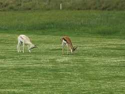The Clarens Golf Estate-克拉伦斯必去景点