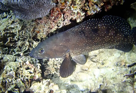 Dolphin Excursions Djibouti-吉布地必去景点