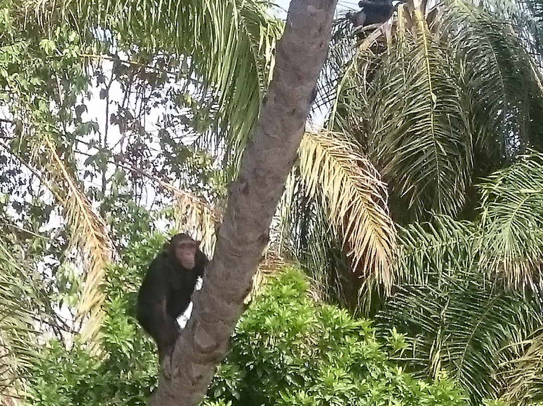 Gambian.Excursions景点图片