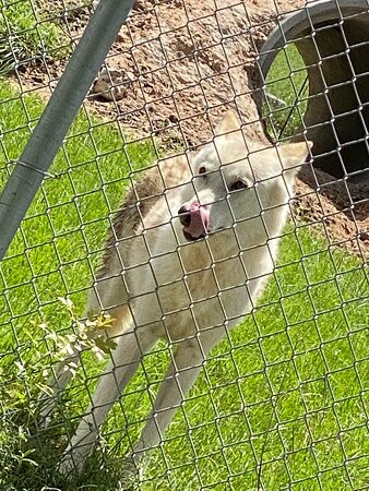 Saint Francis Wolf Sanctuary景点图片