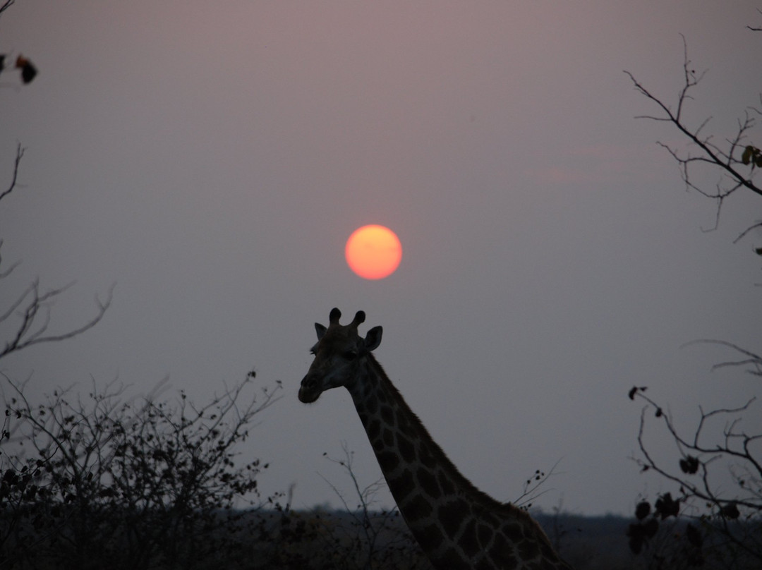 Safari4Africa景点图片