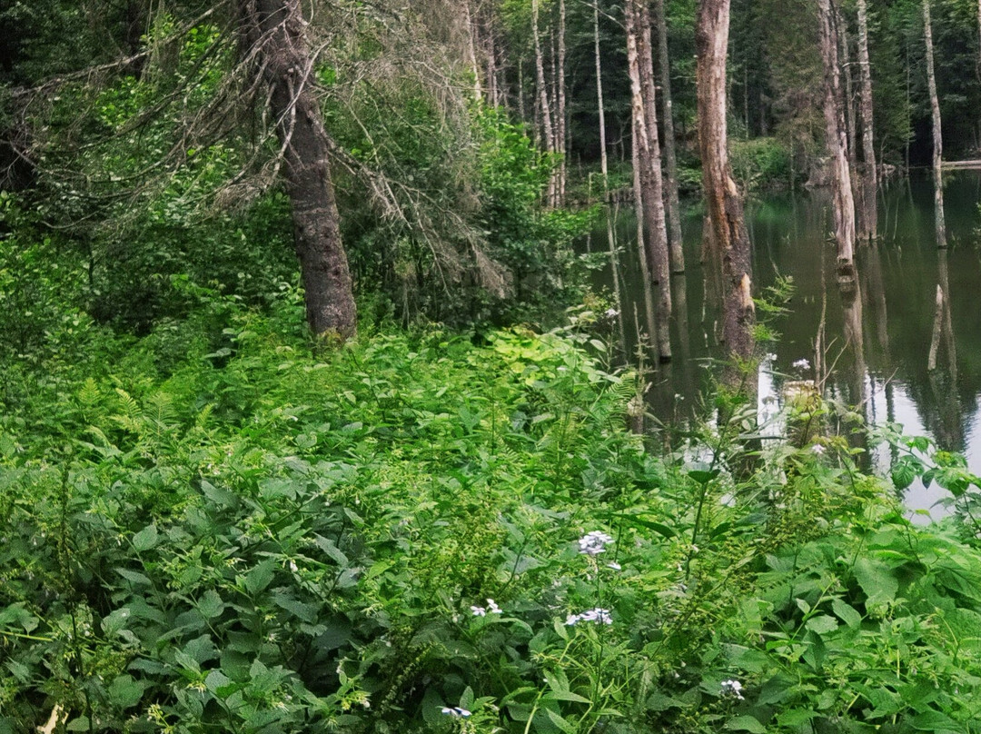 Şeneller Turizm Akşehir