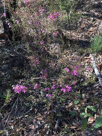 Long Angle Road Fire Trail