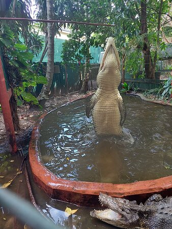 Marineland Melanesia Crocodile Habitat景点图片