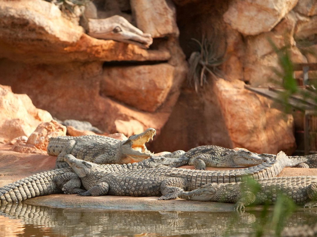 La Ferme aux Crocodiles景点图片