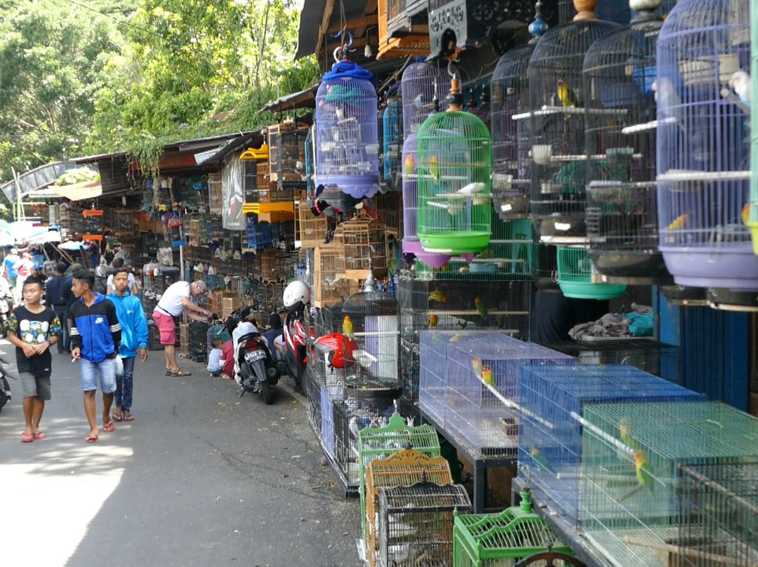 Birds and Flower Market Malang-玛琅必去景点