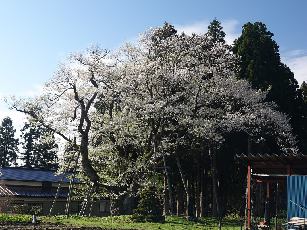 Kusaoka Daimyojin Zakura景点图片