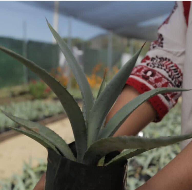 Mezcal Real Minero-瓦哈卡必去景点