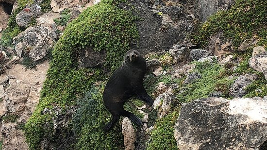 kangaroo island Admiral Arch-袋鼠岛必去景点