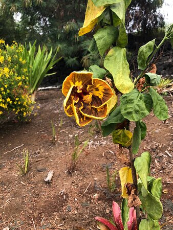 Sadie Seymour Botanical Gardens-凯鲁瓦-柯纳必去景点