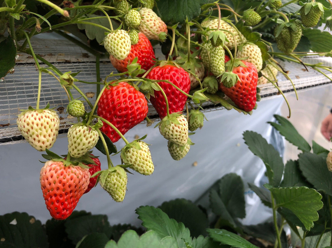 Nagashio Farm