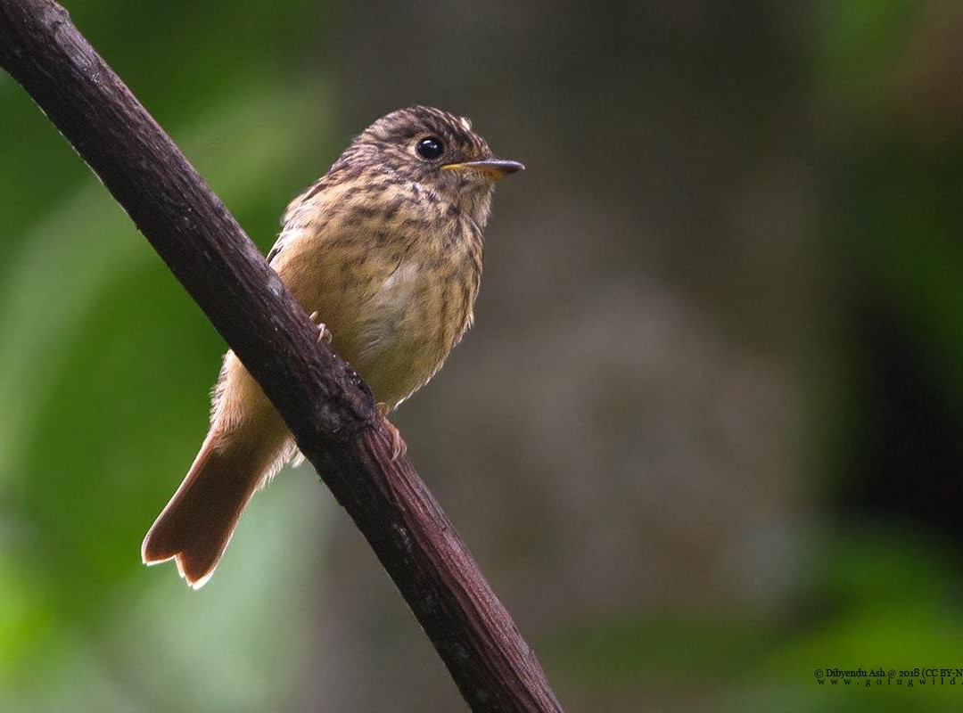 Namchi旅游景点-Maenam Wildlife Sanctuary