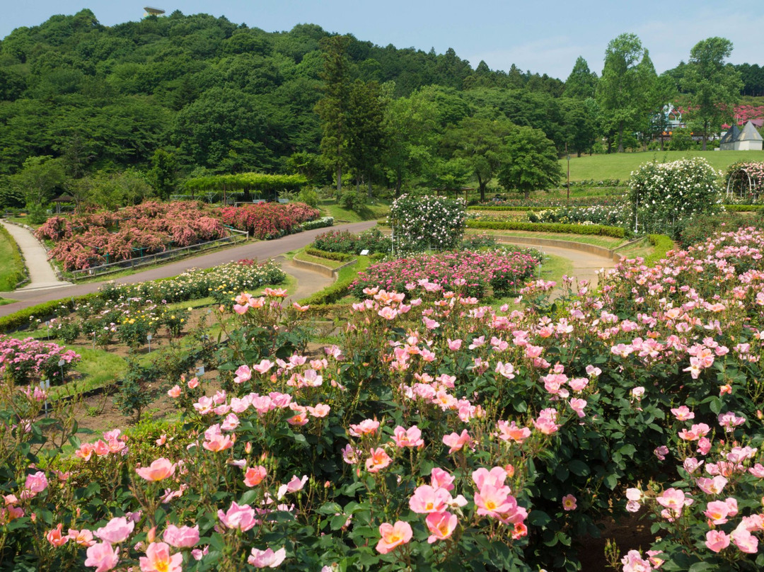 Ibaraki Flower Park景点图片