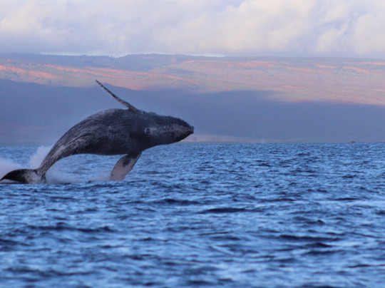 Makai Adventures-拉海纳必去景点