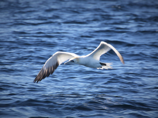 Estrecho Natura-阿尔赫西拉斯必去景点