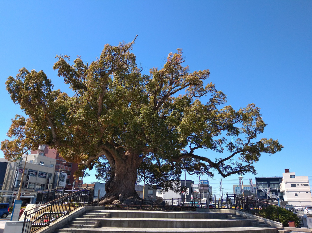 Great Camphor Tree of Zendo-ji Temple景点图片