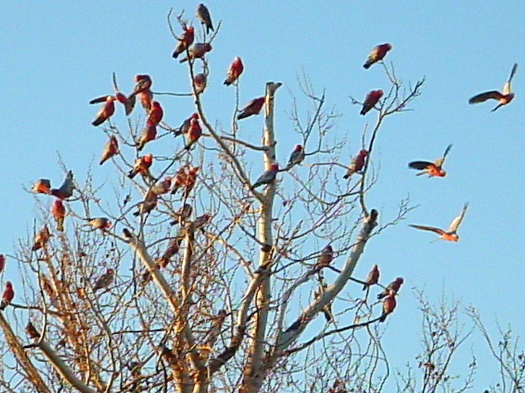 Lachlan Way Motel主图