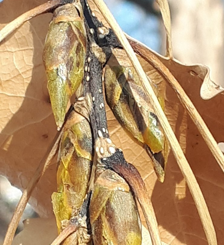 McBeth House-温尼伯必去景点