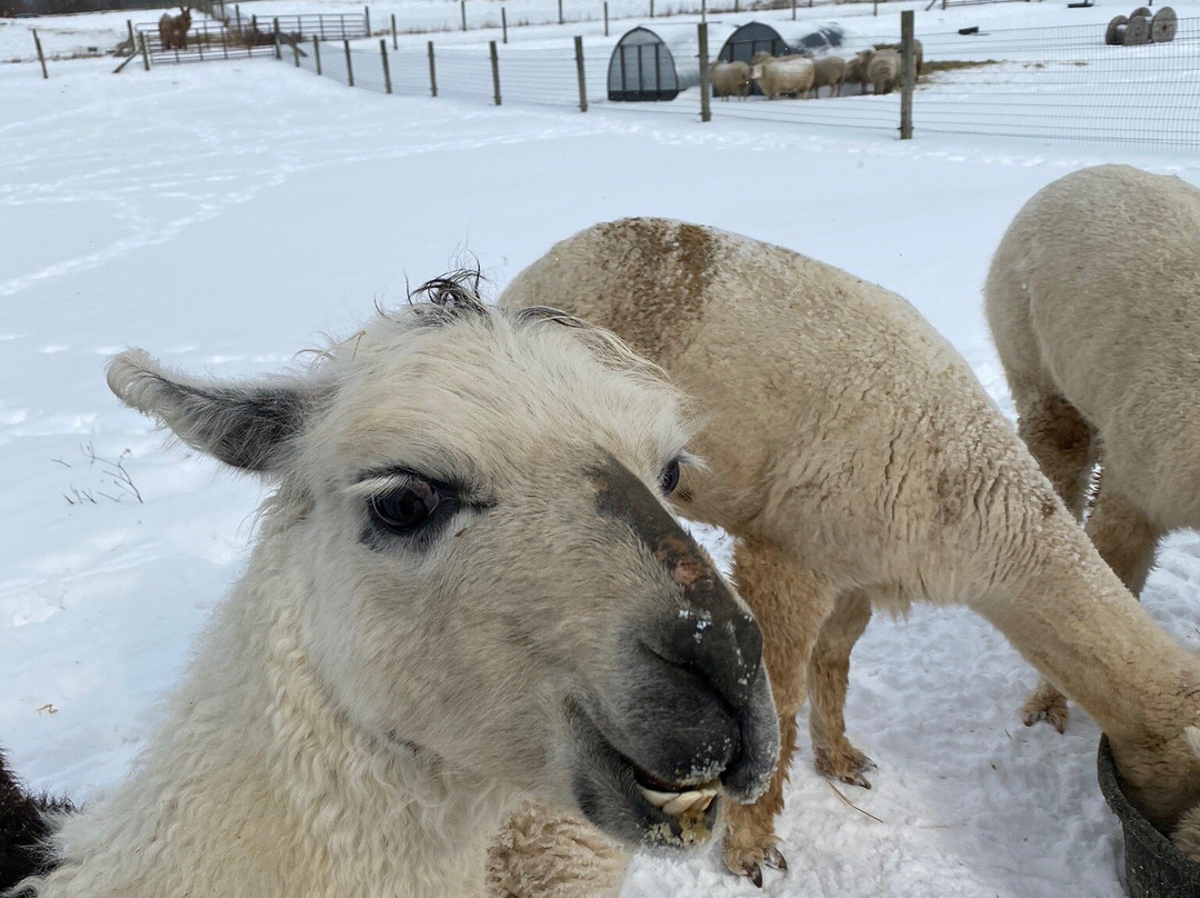 The Petting Farm at Domino's Farms-安娜堡必去景点