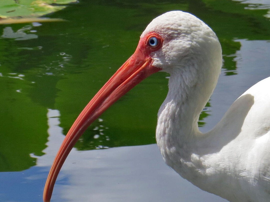 Lake Morton-莱克兰必去景点