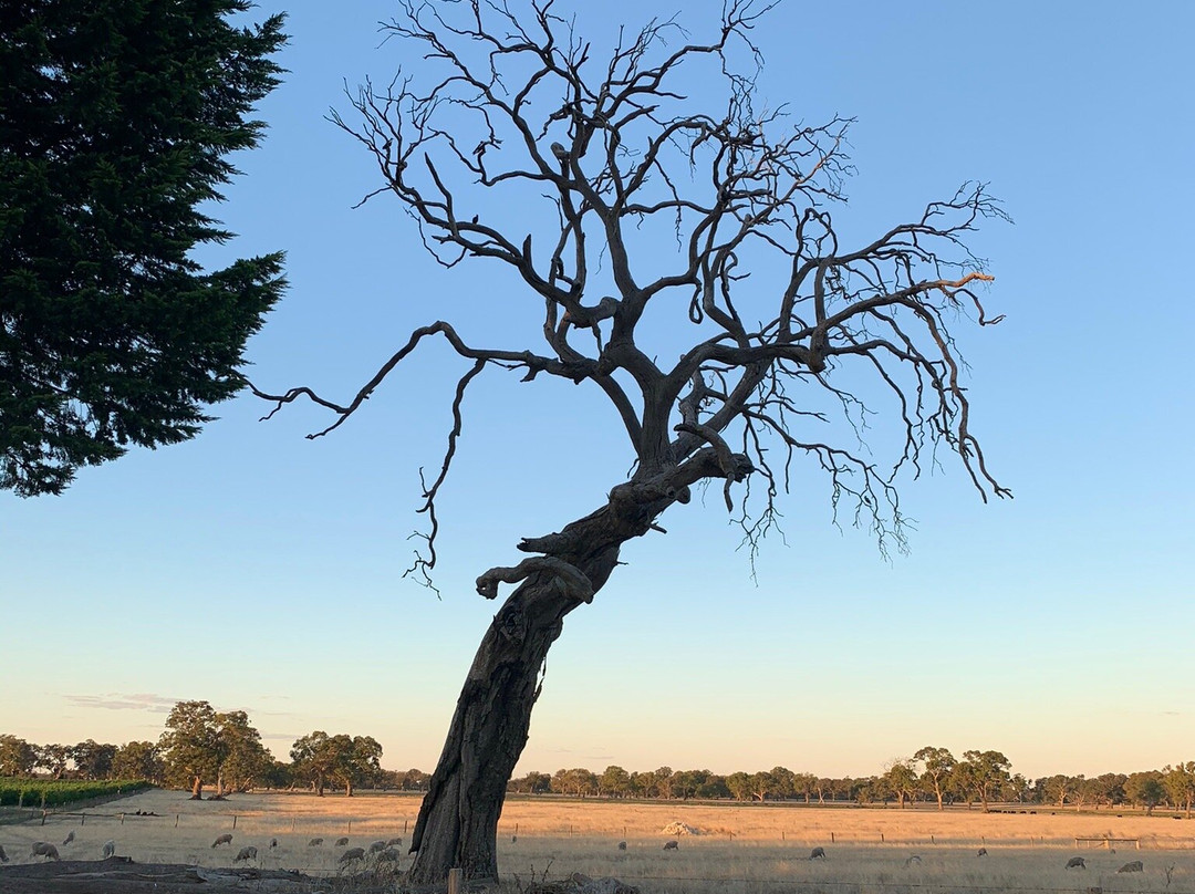 A Must At Coonawarra主图