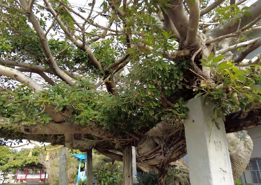 Inari Shrine-大月町必去景点